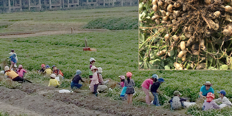 落花生（ピーナッツ）の収穫体験ができます。日本最高級品種の落花生「千葉半立」と、大粒で甘みの強い「ジャンボ」があります